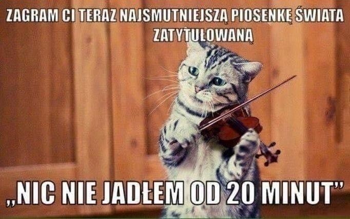 Zobacz najlepsze memy o kotach. Samo życie - Kobieta