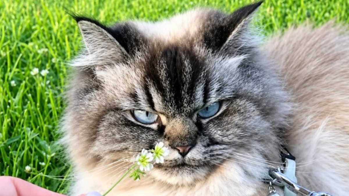 Mačak Merlin