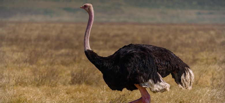 Prawda czy fałsz? Błyskawiczny QUIZ z wiedzy ogólnej. Nikt nie zdobędzie 100 proc.