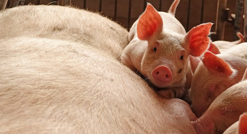 Piglets on a pig farm in China.
