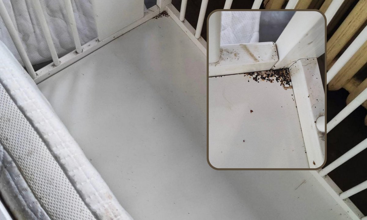 Zalęgły się w dziecięcym łóżeczku. "Tylko dla ludzi o mocnych nerwach"