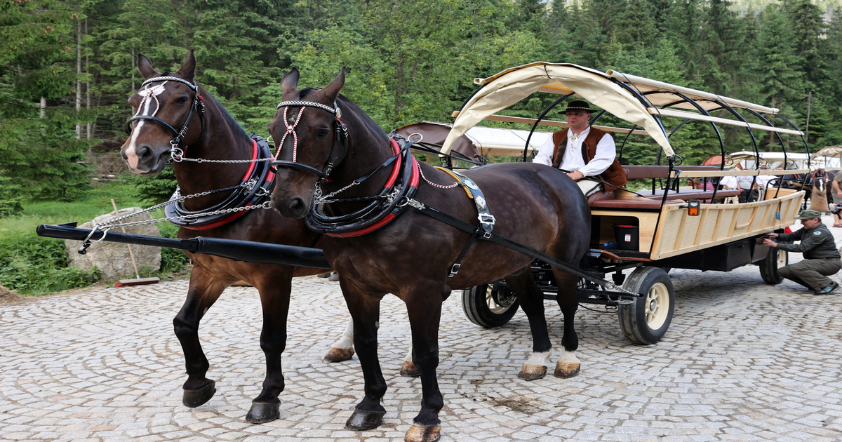 16-bus-w-brakuje-Konie-zostaj-na-ca-ej-trasie-do-Morskiego-Oka