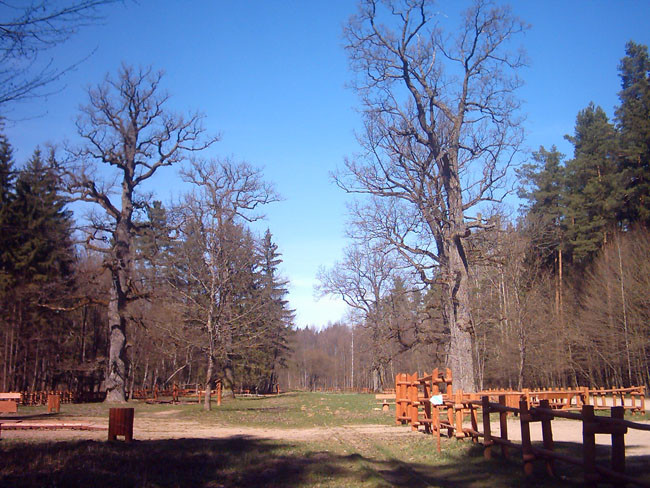 Szlak Dębów Królewskich, Białowieża