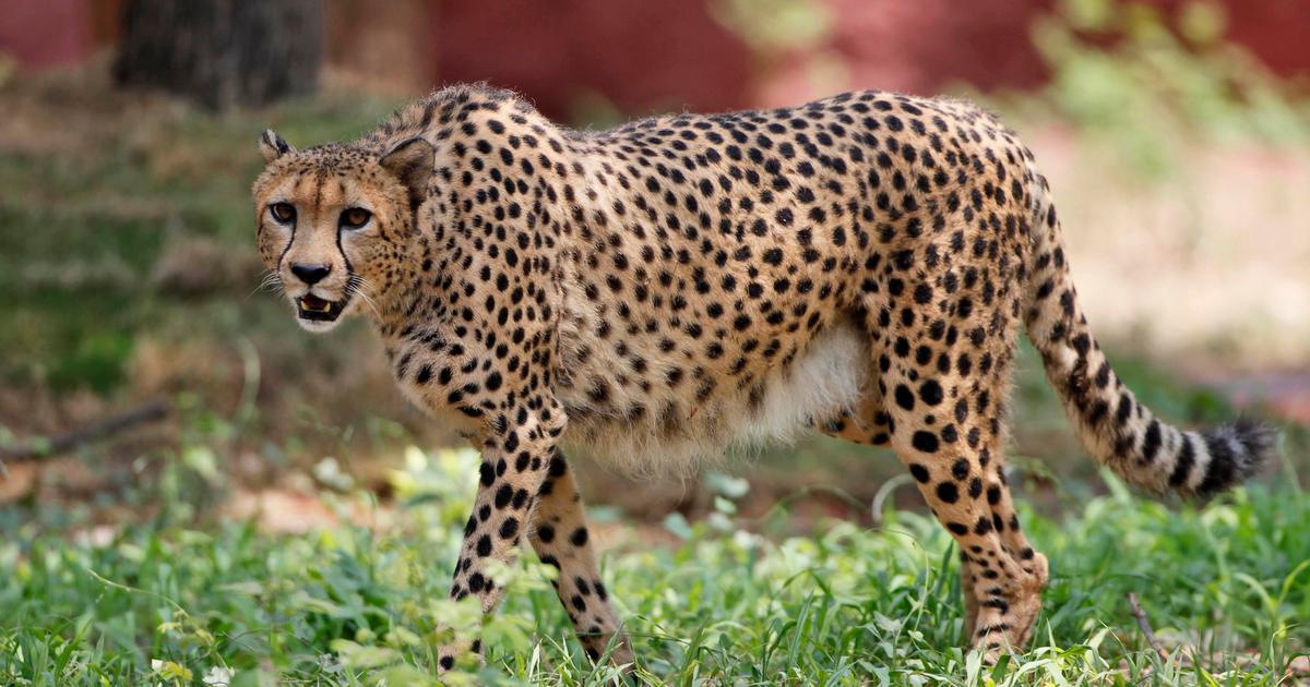 India reintroduced 8 cheetahs after the big cats were wiped out 70 ...