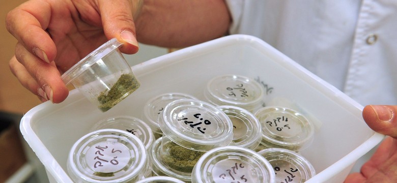 Co dalej z legalizacją medycznej marihuany?