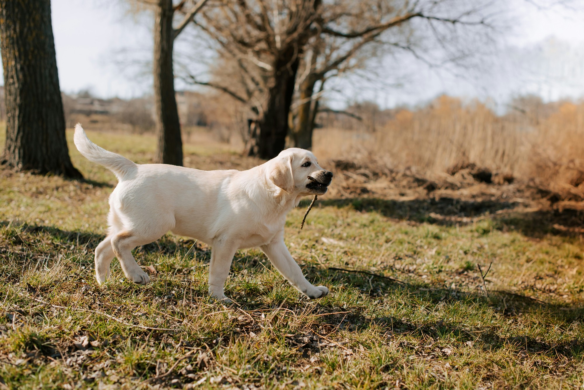 Labradorský retriever je síce stelesnením rodinného psa, no nezabúdajte na jeho poľovné inštinkty a vysoké nároky na mentálnu aktivitu aj starostlivosť o srsť.