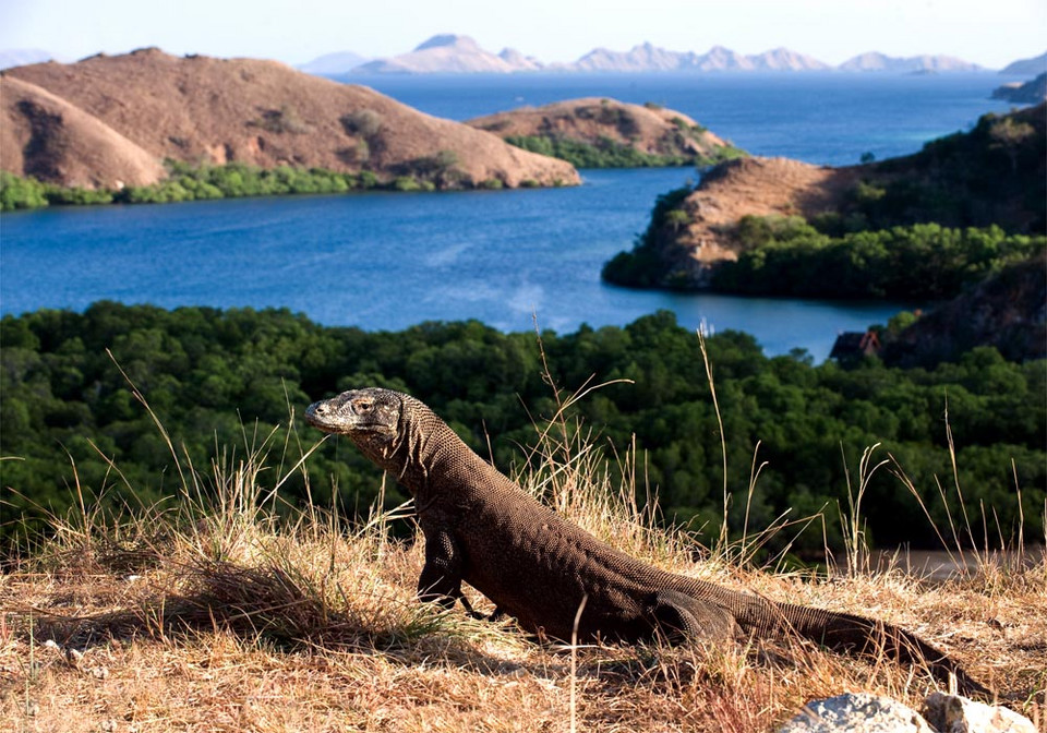 Wyspa Komodo, Indonezja