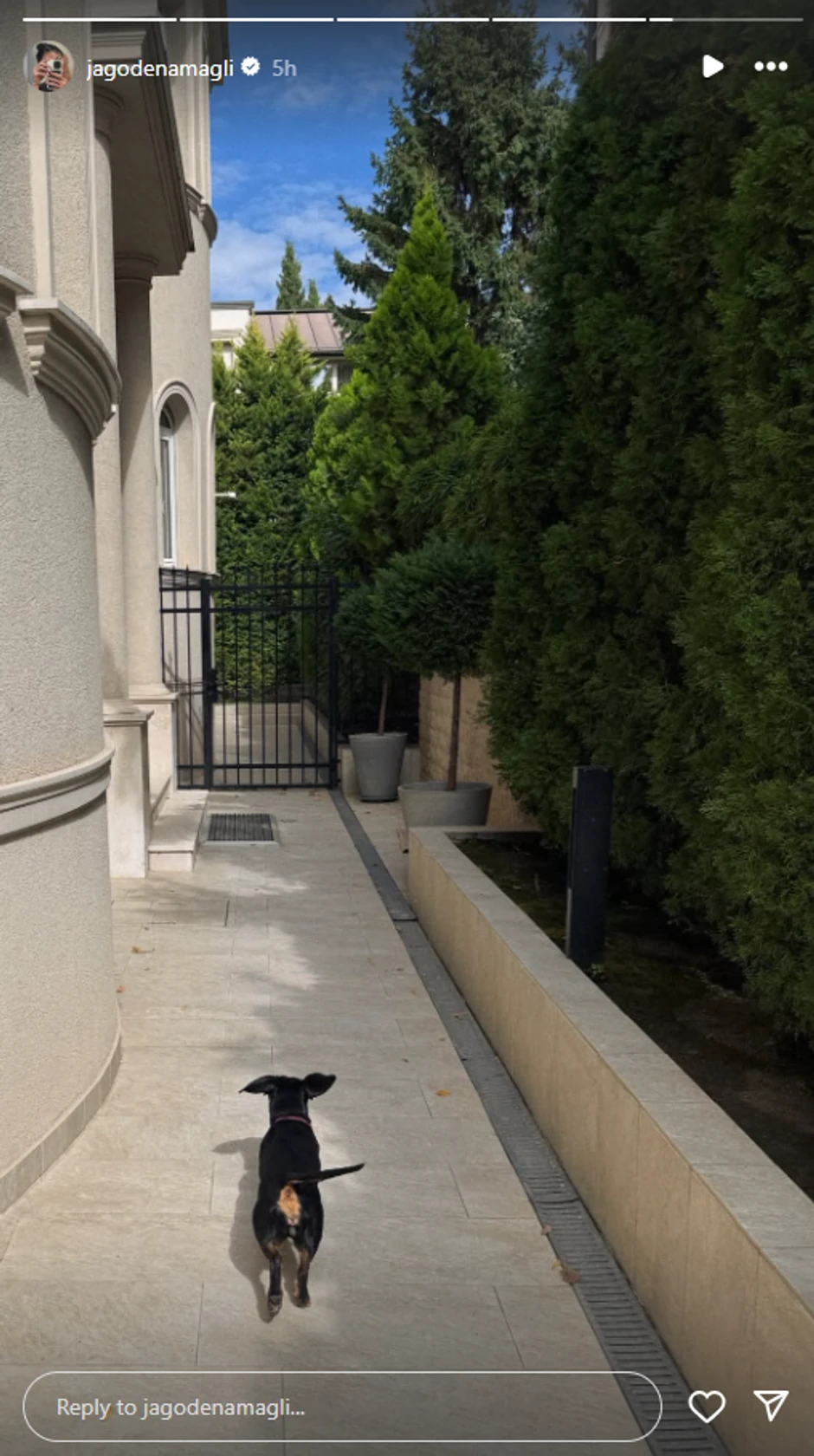 Jelisaveta Orašanin, objava