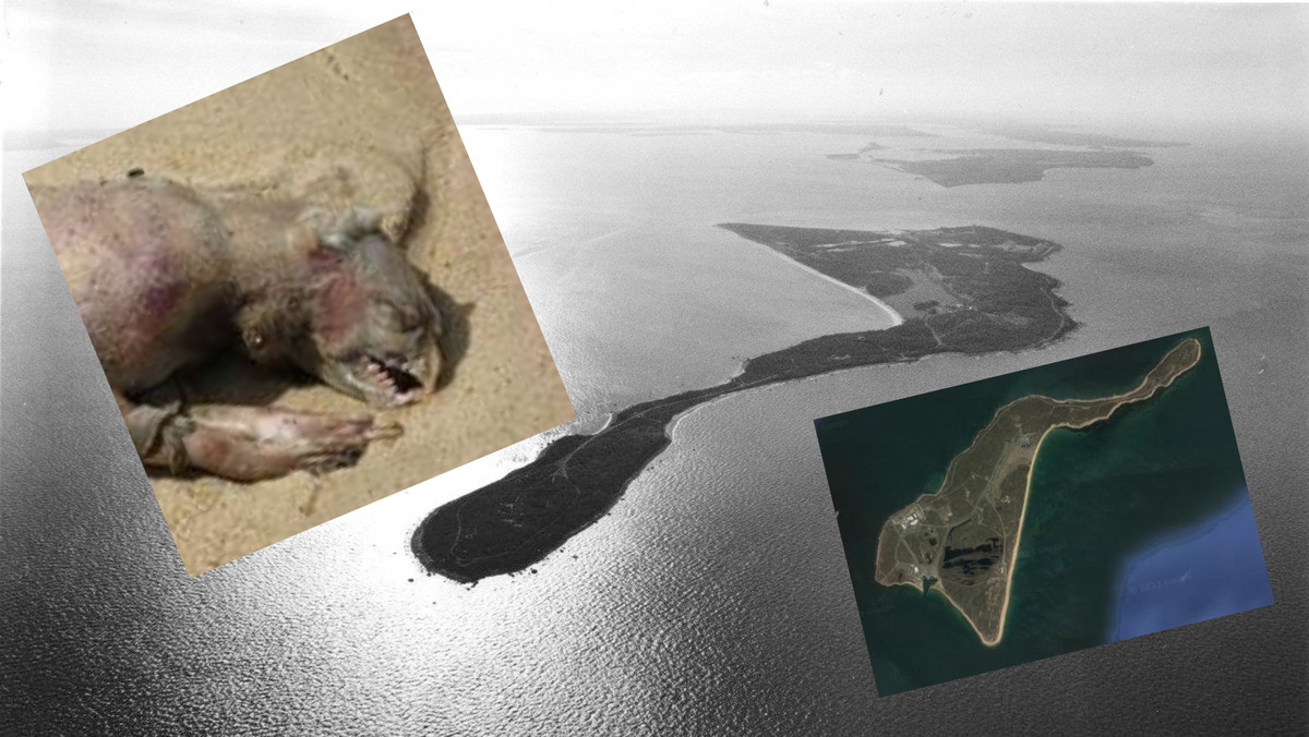 "Potwory" z Plum Island - najniebezpieczniejszej wyspy w Nowym Jorku