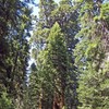 293451_the-president-a-giant-sequoia-tree-is-shown-in-sequoia-national-park-calif-2ap