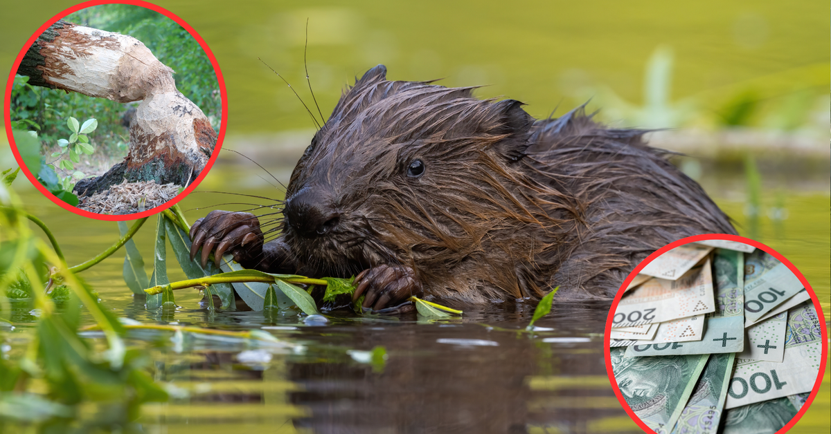 Odszkodowanie za szkody wyrządzone przez bobry – można uzyskać wysoką rekompensatę. Czy wolno samodzielnie zburzyć bobrową tamę?