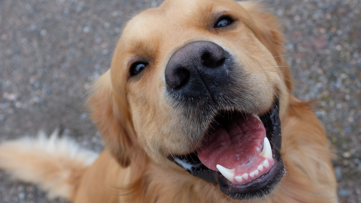 Golden retriever o imieniu Finley i jego niezwykły dar - wideo