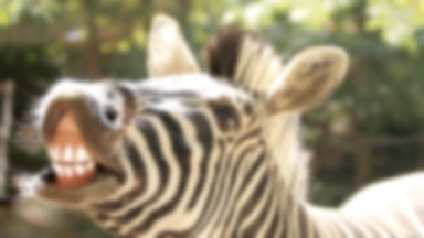 Zebra w lesie pod Elblągiem. Zwierzę uciekło z ZOO