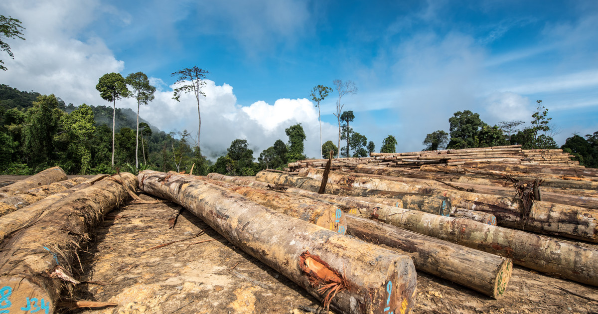 Waren aus illegaler Abholzung aus Supermärkten verbannt.  Die britische Regierung hat entschieden