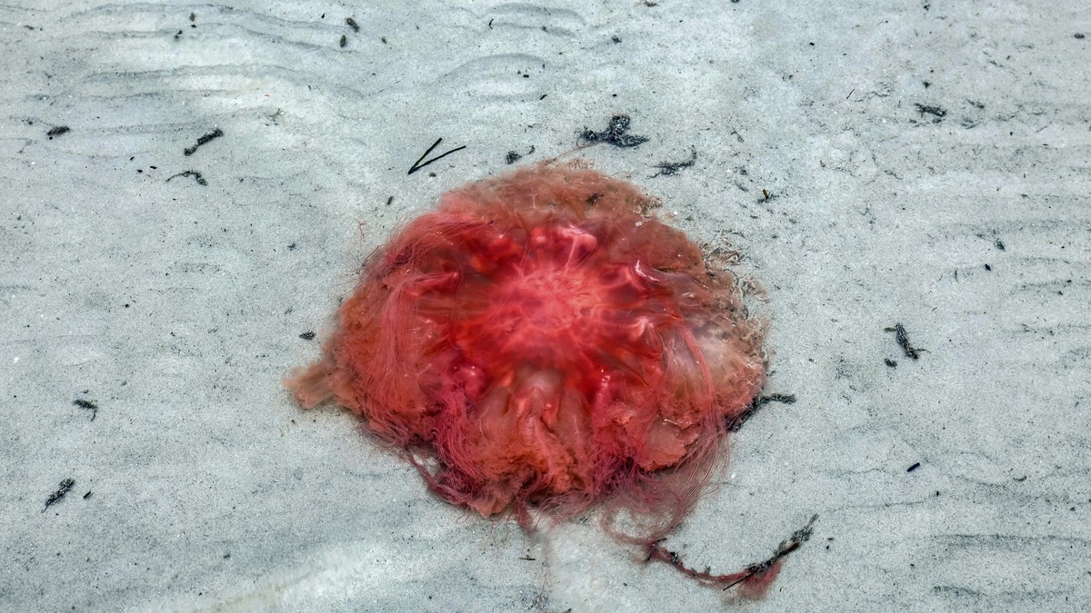 vatrena meduza
