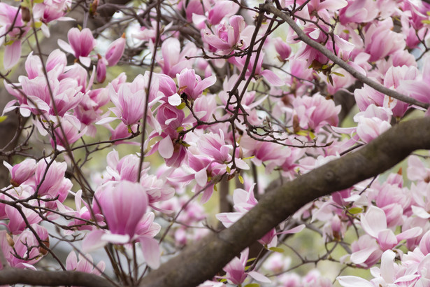 Dlaczego magnolia nie kwitnie? Powodów może być wiele