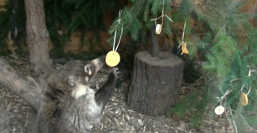 Ostronosy z zoo dostały choinkę