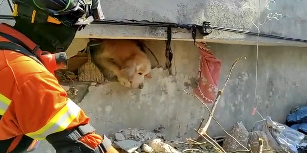 Turcja. Pies uratowany spod gruzów. Spędził tam 200 godzin.