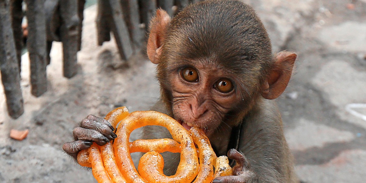 Musafir, a pet monkey, eats a Jalebi sweet on a pavement in Kolkata, India.