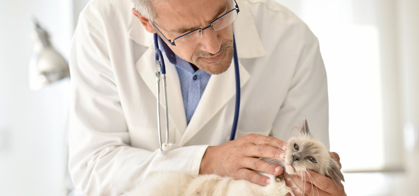 Też dostałeś SMS? Obowiązkowe szczepienia na wściekliznę dla kotów. Dlaczego wprowadzają ten obowiązek? 
