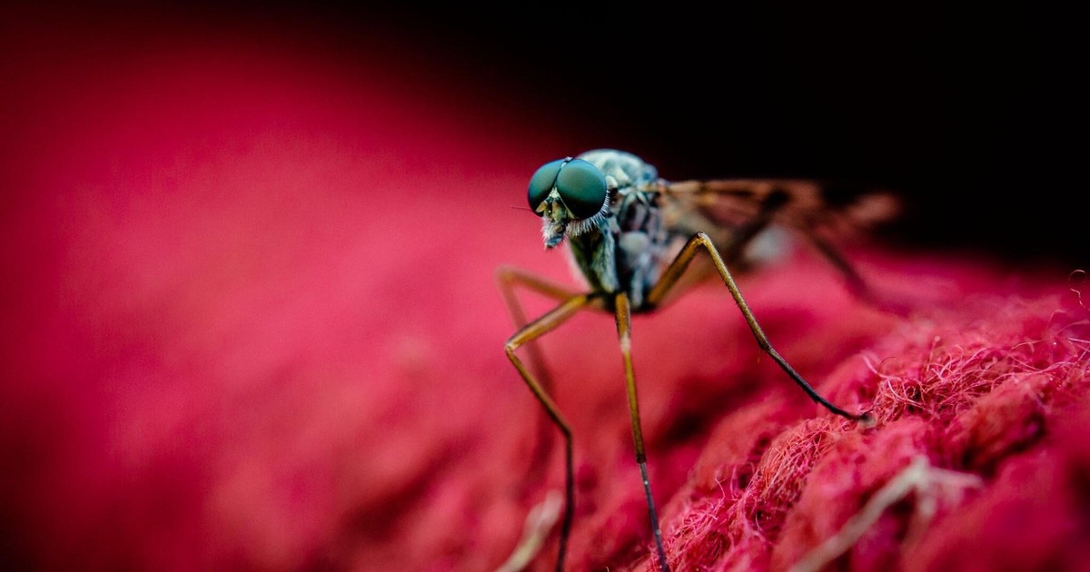 ¿Por qué los mosquitos invaden a algunas personas y evitan a otras?