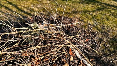 palenie gałęzi na własnej działce w 2026 roku - co mówią przepisy? czy można palić gałęzie na własnej posesji? przepisy i kary 2026