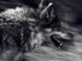 Ransmayr, Pollack 'Pogromca wilków' - recenzja