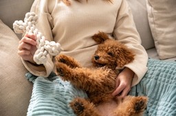 koniec opłaty za psa w 2026 roku? jest projekt, związkowcy przeciwni