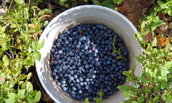 Skarb z lasów! Polskie jagody to jeden z najzdrowszych owoców na świecie
