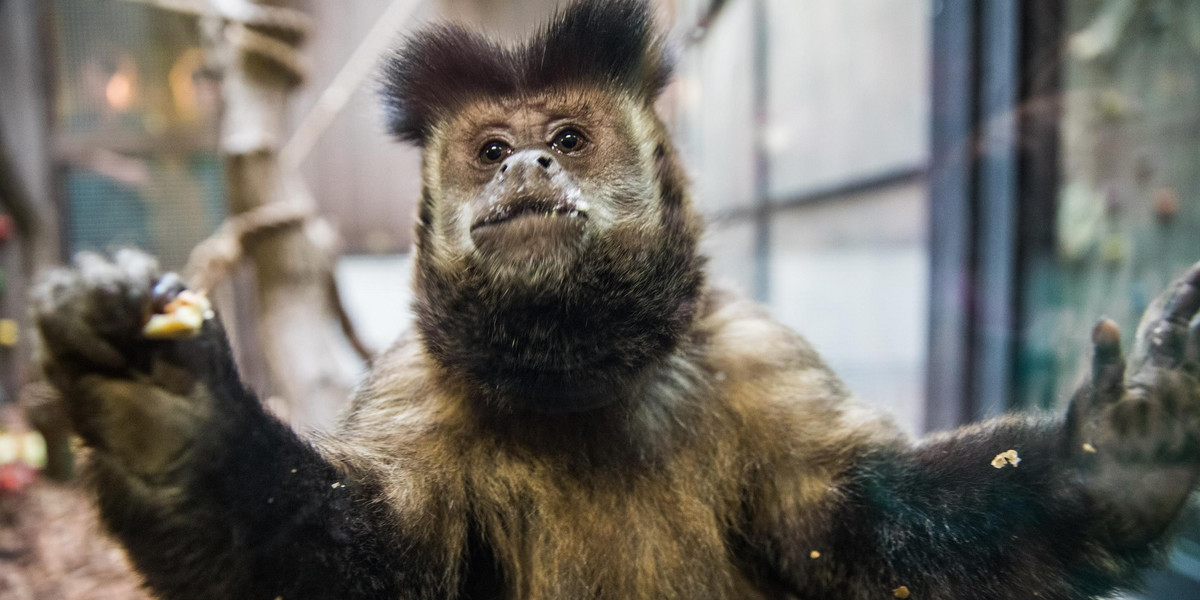 Małpiarnia w poznańskim zoo otwarta