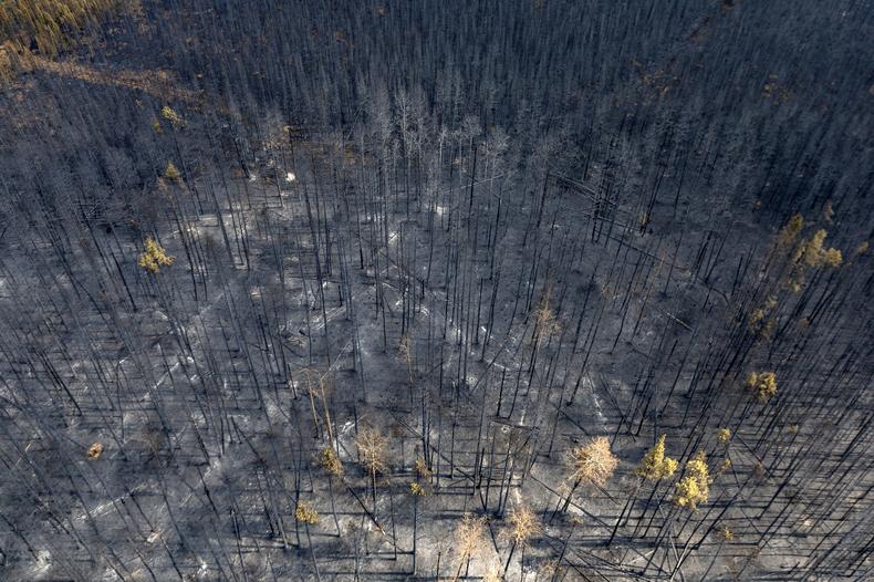 Spalony las w pobliżu Entrans, gdzie w ostatnich dwóch tygodniach wybuchło ponad 100 pożarów