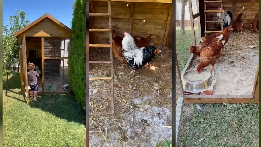 Seka napravila kokošinjac 