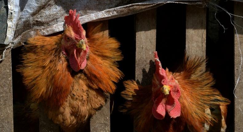 A Hong Kong man who tested positive for bird flu says he came across mobile stalls selling live poultry in Zhongshan, southern China