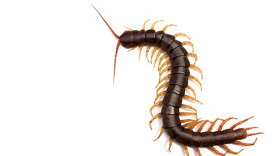 Giant centipede Scolopendra subspinipes isolated on white background.