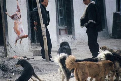 Galeria Tybet - 7 dni w Tybecie, obrazek 18