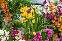 To najpiękniejsze rośliny doniczkowe. Dodadzą koloru i energii wnętrzom [LISTA]