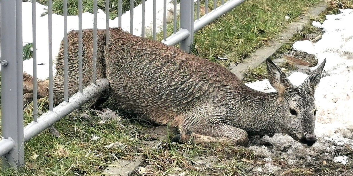 Sarenka utknęła w drogowym ogrodzeniu.