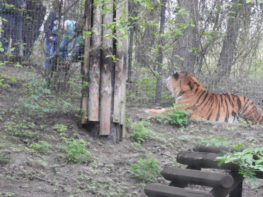 W dniu zdarzenia poznańskie zoo odwiedziło 7 tys. osób