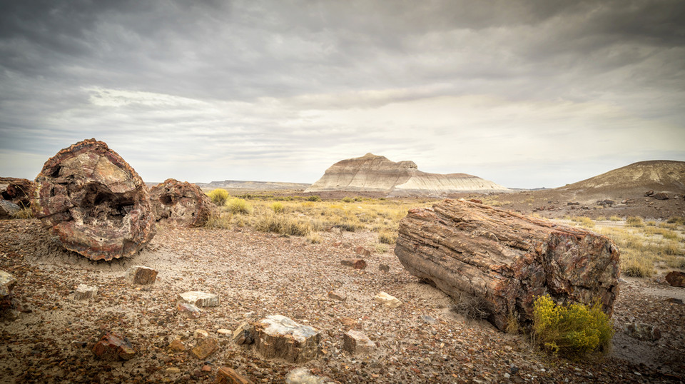 Skamieniały las Chambers, Arizona