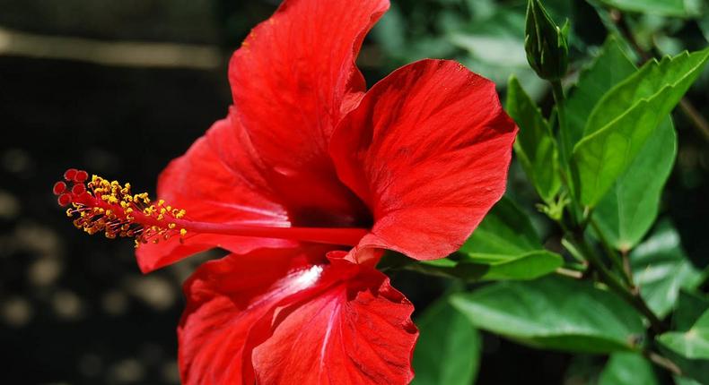 Hibiscus flower