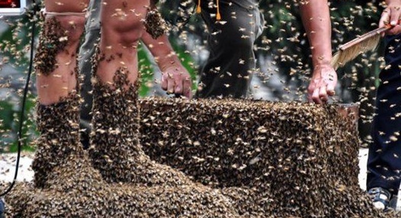 Six people attacked and wounded by aggressive bee swarm