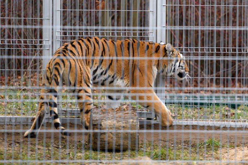 Poznań: uratowane tygrysy wkrótce wyjadą do azylu w Hiszpanii