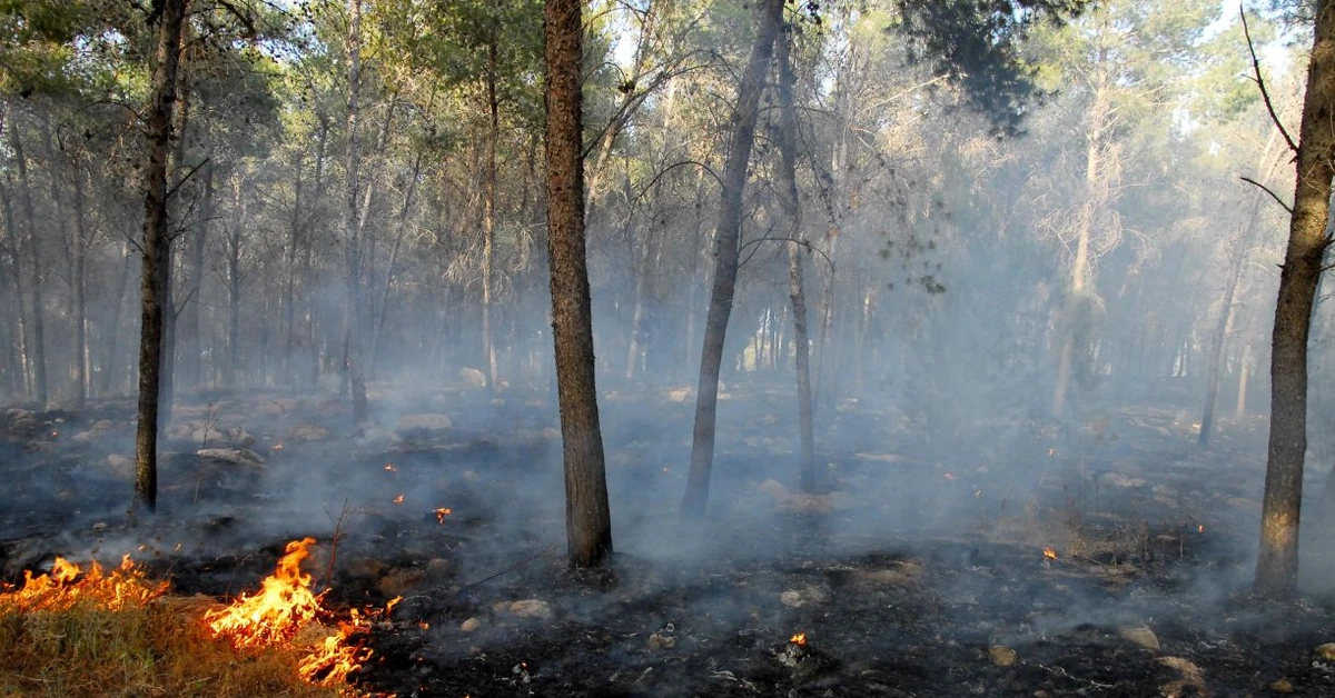 Zaostrzają się kary za podpalenia i rajdy w lesie. choćby 30 000 zł grzywny