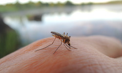 Komary naprawdę przyciąga grupa krwi i ciemne ubranie? Ekspert rozwiewa wątpliwości