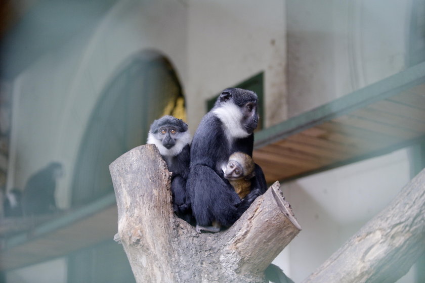 Mały koczkodan w zoo