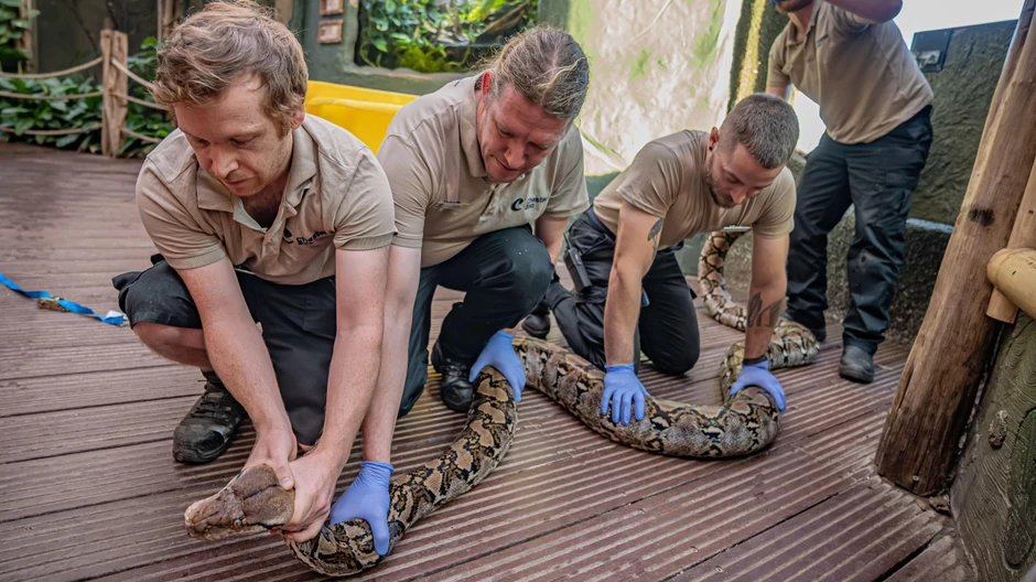 Zmija Džodi Foster | Foto: Chester Zoo