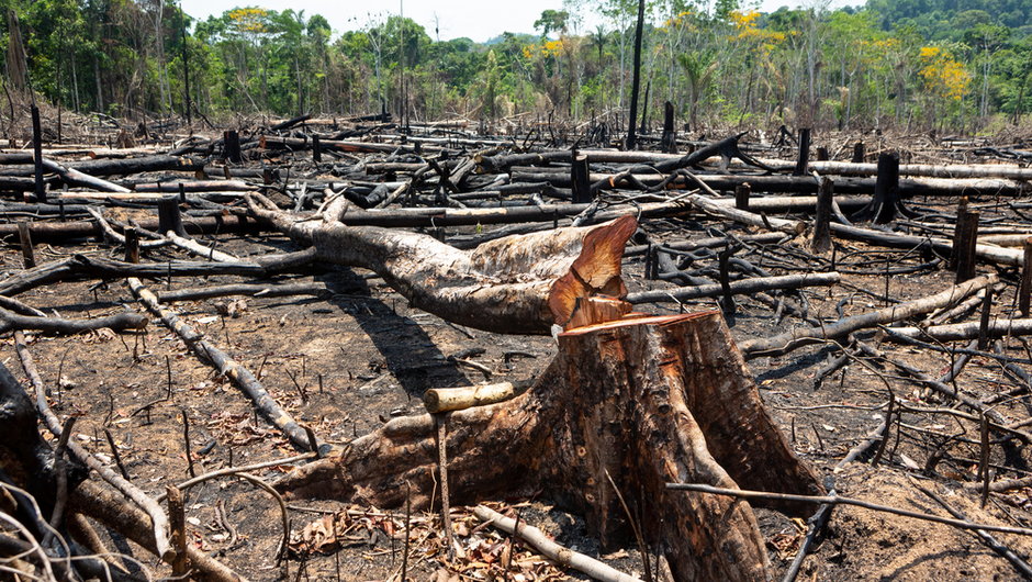 Degradacja Amazonii