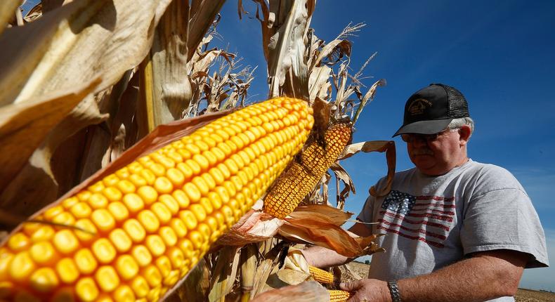 Farmer Dan Roberts inspects his corn crop in Minooka, Illinois.