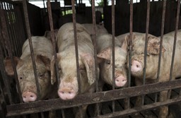 301 zł na świnię, do 595 zł na krowę. Będą dopłaty za poprawę warunków utrzymania zwierząt