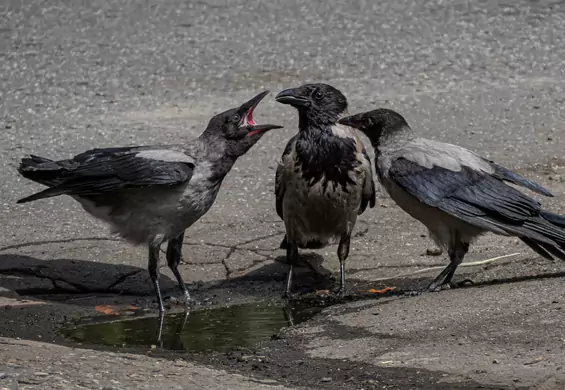 Zatrudnią wrony do sprzątania miasta. Ptaki zbiorą niedopałki w zamian za jedzenie